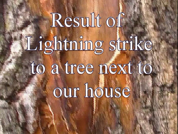 Lightning Struck a Tree